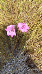 Gladiolus ornatus