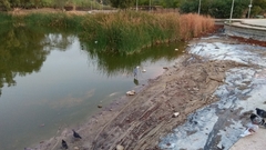 Ardea cinerea