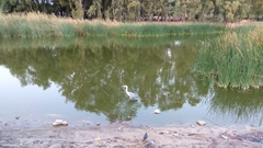 Ardea cinerea