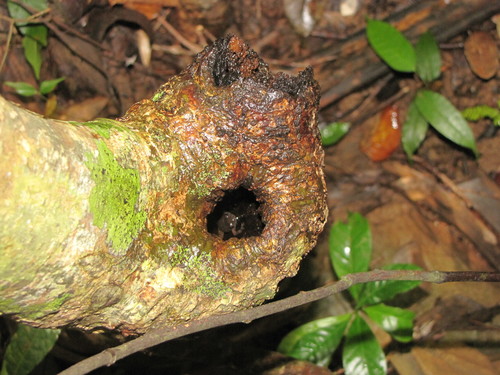 Island Giant Treefrog, Cophyla occultans