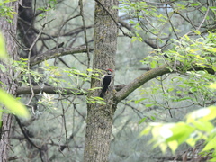 Dendrocopos himalayensis