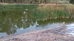 Ardea cinerea
