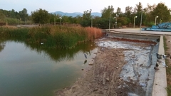 Ardea cinerea