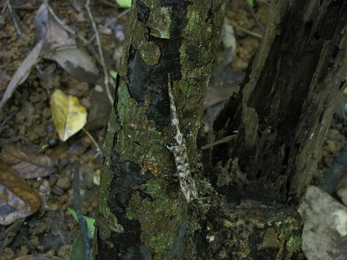 Plated Leaf Chameleon