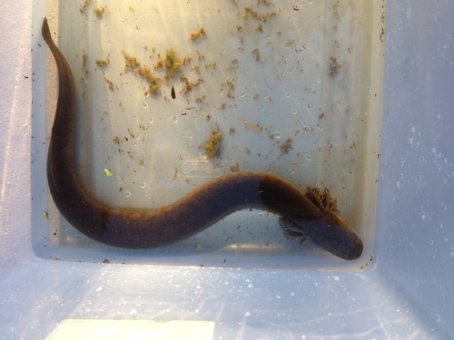 Western Lesser Siren