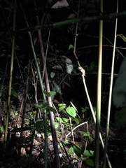 Polypedates otilophus