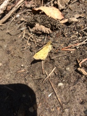 Hylephila phyleus