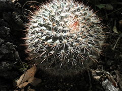 Mammillaria petrophila