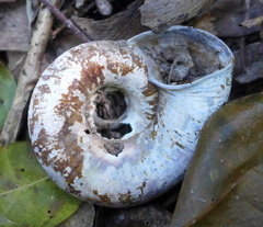 Pedinogyra rotabilis