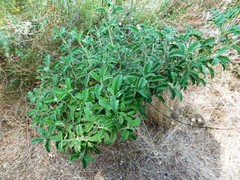 Cistus creticus eriocephalus