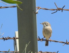 Curruca conspicillata