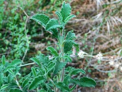Cistus creticus eriocephalus