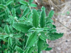 Cistus creticus eriocephalus