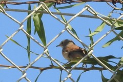 Curruca conspicillata