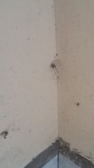 Araneae