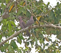 Patagioenas