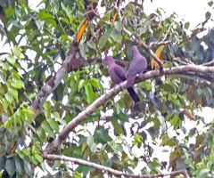 Patagioenas
