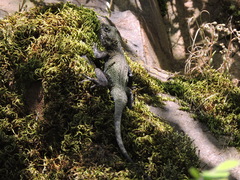 Laudakia tuberculata