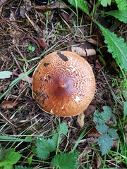 Verrucosporaceae