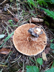 Verrucosporaceae