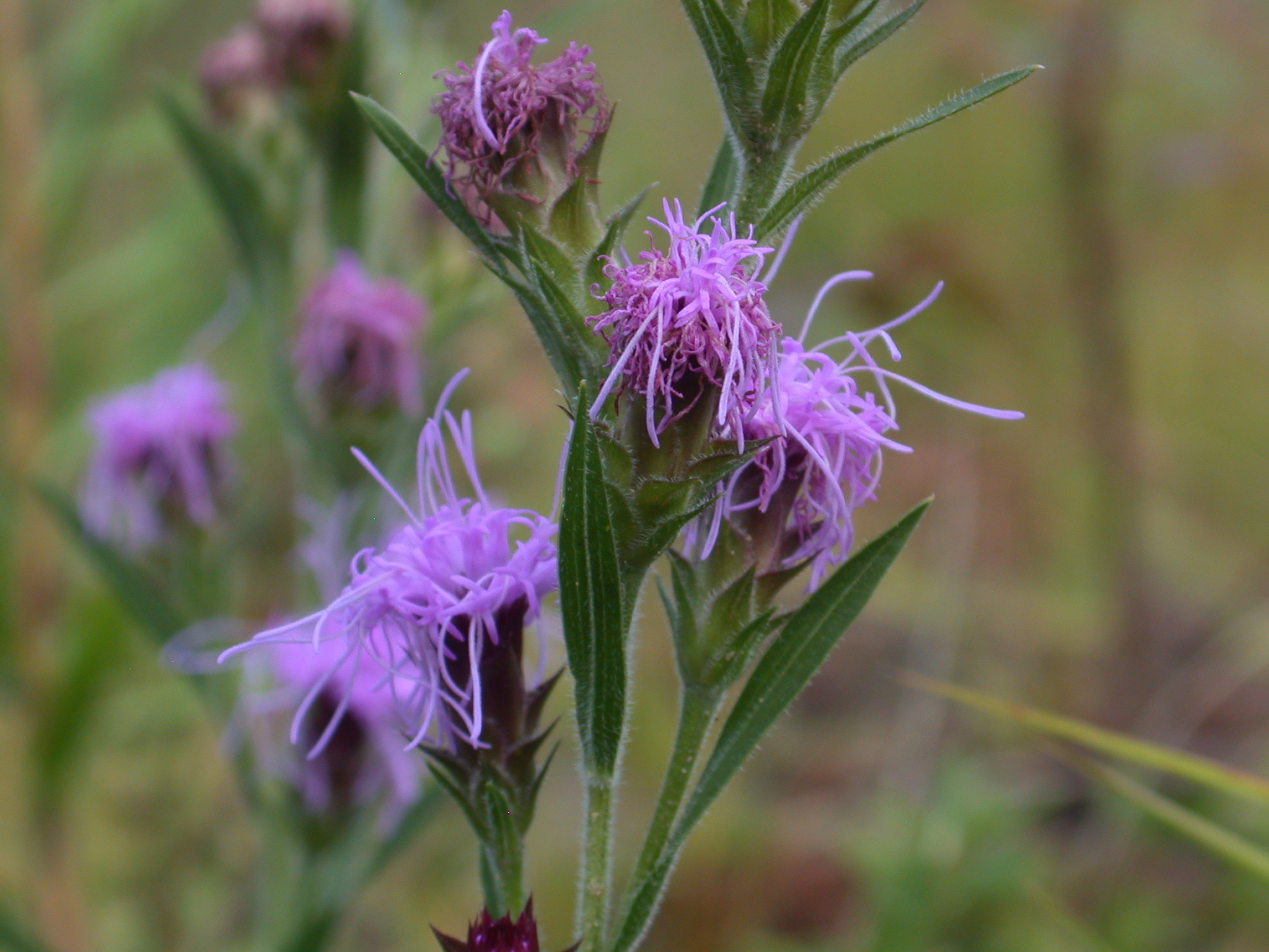 Liatris squarrosa var. squarrosa