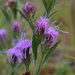 Liatris squarrosa squarrosa - Photo (c) mhough, some rights reserved (CC BY-NC), uploaded by mhough