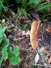 Verrucosporaceae