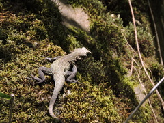 Laudakia tuberculata