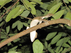 Uroplatus henkeli