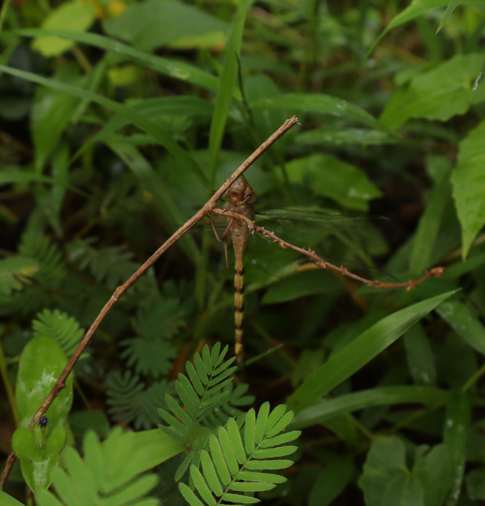 Brown Duskhawker