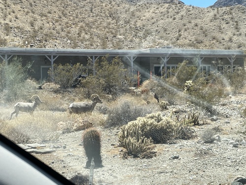 iNaturalist observation photo of Bighorn Sheep
