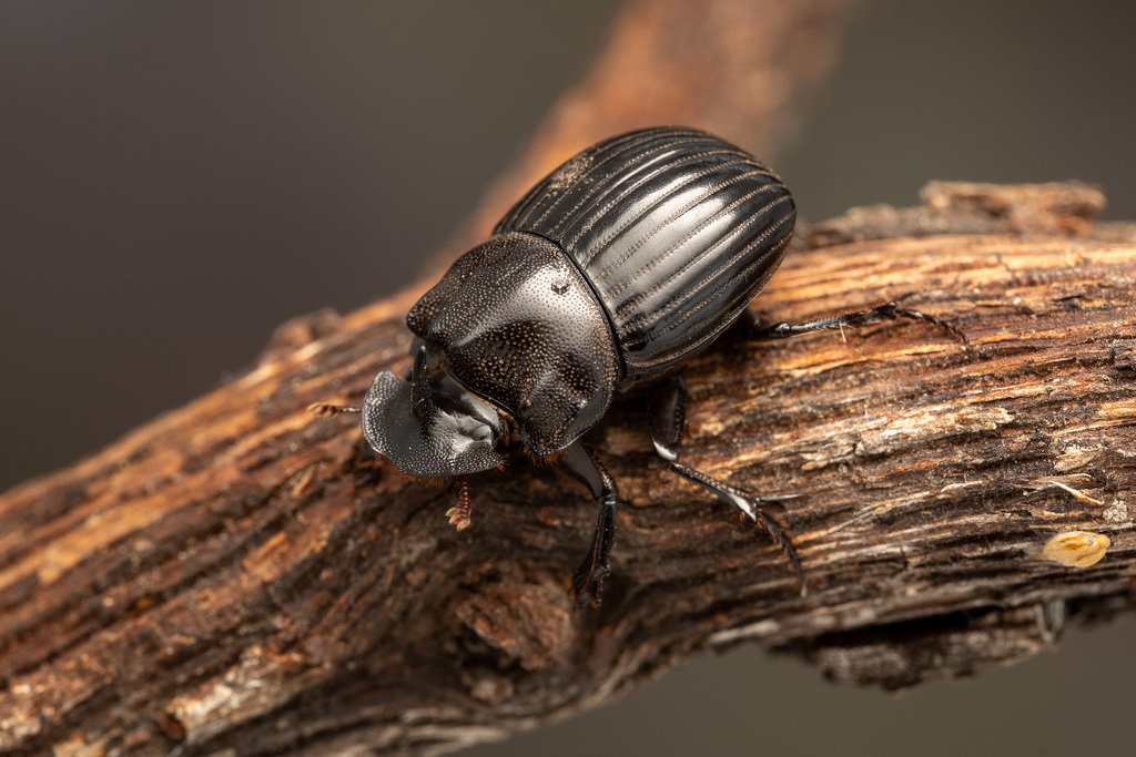 Copris arizonensis