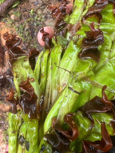Cespedesia spathulata, photograph 6