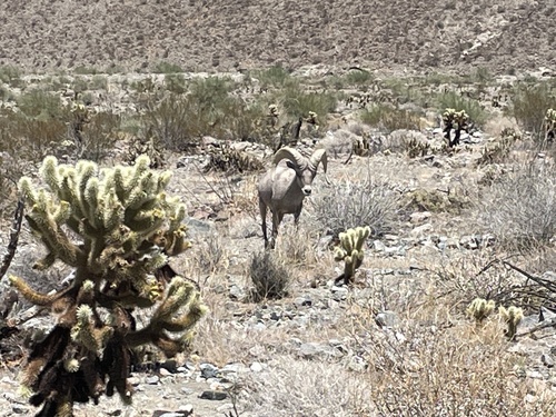 iNaturalist observation photo of Bighorn Sheep