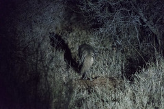 Hyaena hyaena