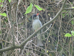Dendrocopos himalayensis