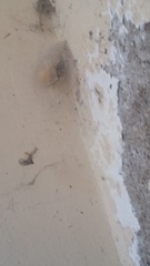 Araneae
