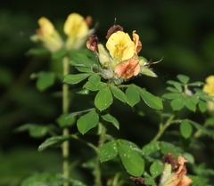Chamaecytisus supinus