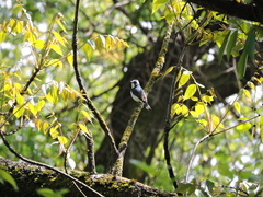 Ficedula superciliaris