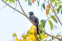 Trogon curucui