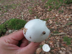 Lepiota erminea