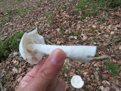 Lepiota erminea
