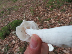 Lepiota erminea