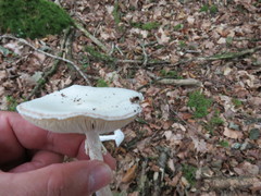 Lepiota erminea