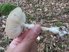 Lepiota erminea