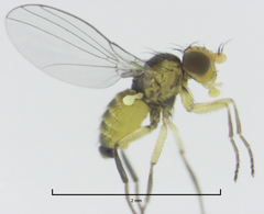 Liriomyza chenopodii