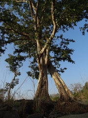 Terminalia arjuna