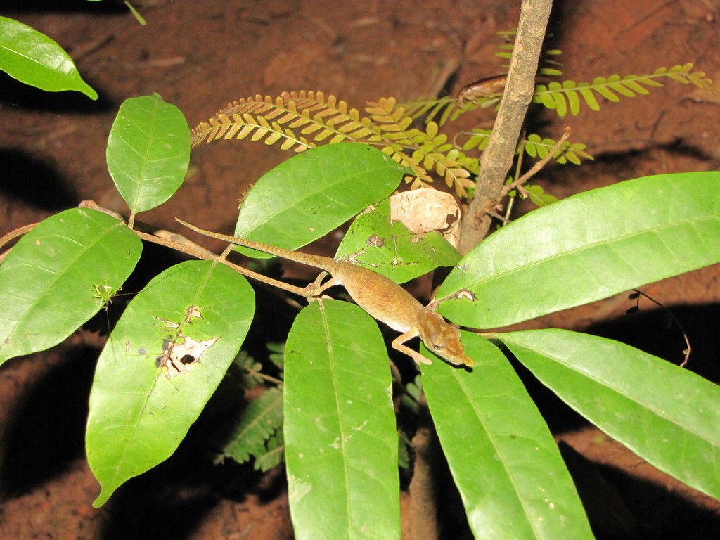Blue-nosed Chameleon