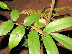 Calumma boettgeri