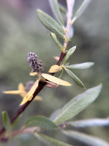 gray-leafed sierra willow (Salix orestera)